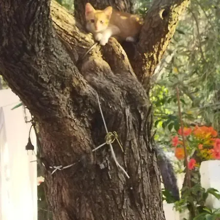 Koula 2-dimos * פוטוס