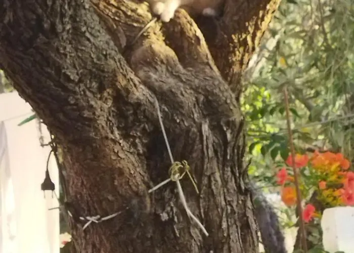 Koula 2-dimos * Potos